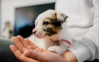 cachorro primeros días en casa