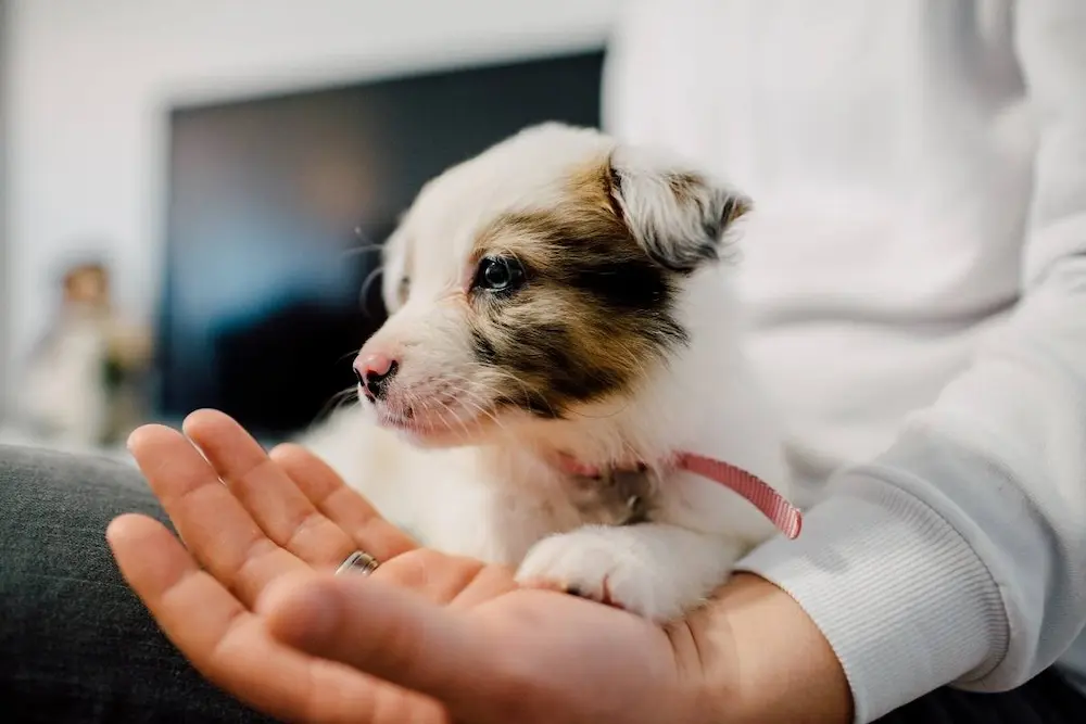 cachorro primeros días en casa